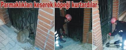 tfaiyeden kpek operasyonu