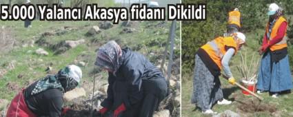 Drtdivan'da Aalandrma Seferberlii