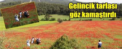 Gelincik tarlasna youn ilgi