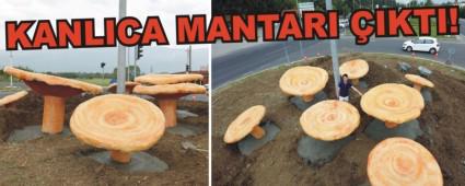 BOLU'YA KANLICA MANTARI HEYKELLER KONULDU