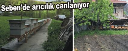 Seben'de arclk canlanyor