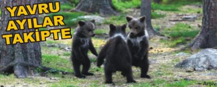 Anneleri ldrlen yavru aylar takipte