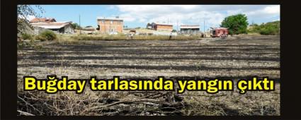 20 dnm buday tarlas yand