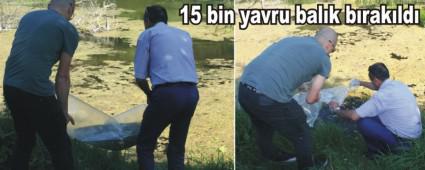 Yeniaa Gl'ne 15 bin yavru balk