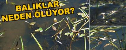 Alada aynda Bulunan l Balklar