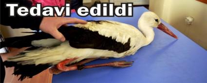 Yaral leylek tedavi altna alnd