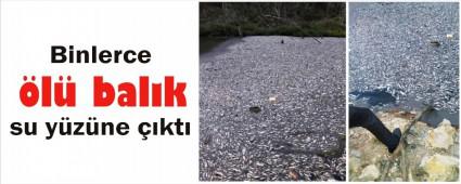 Binlerce balk neden ld?