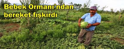 BELEDYEDE HASAT ZAMANI