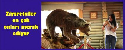 Abant'ta hayvan tahnitlerine youn ilgi