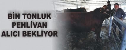 Bir tonluk pehlivan alc bekliyor