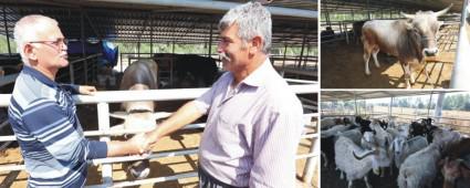 HAYVAN PAZARI VE MEZBAHA KURBAN BAYRAMI'NA HAZIR