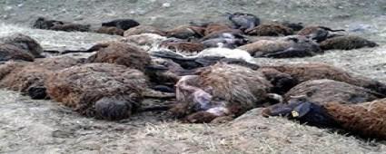 SEBEN'de KURT ALARMI!