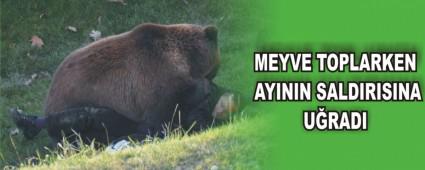 MEYVE TOPLARKEN AYININ SALDIRISINA URADI