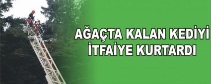 AATA KALAN KEDY TFAYE KURTARDI 