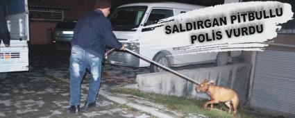 SALDIRGAN PTBULLU POLS VURDU
