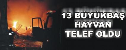 13 BYKBA HAYVAN TELEF OLDU