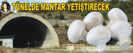 TNELDE MANTAR YETTRECEK