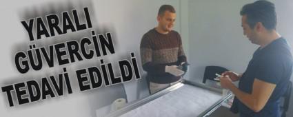 YARALI GVERCN TEDAV EDLD