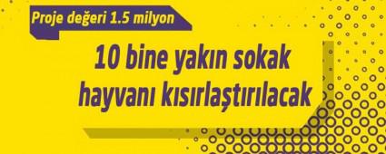 10 bine yakn sokak hayvan ksrlatrlacak