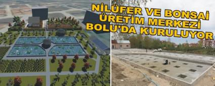 Nilfer ve bonsai retim merkezi Bolu'da kuruluyor