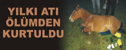 Ylk at lmden kurtuldu