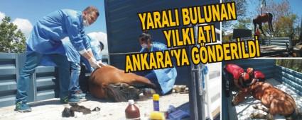 YARALI BULUNAN YILKI ATI ANKARA'YA GNDERLD