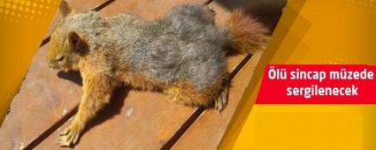 l sincap mzede sergilenecek