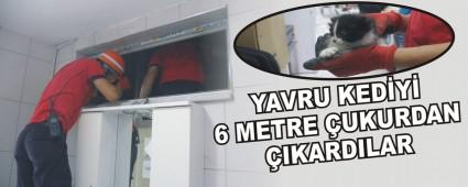 YAVRU KEDY 6 METRE UKURDAN IKARDILAR