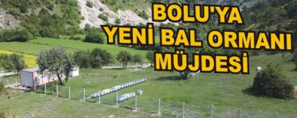 BOLU'YA YEN BAL ORMANI MJDES