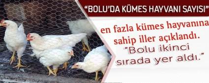 BOLU'DA KMES HAYVANI SAYISI