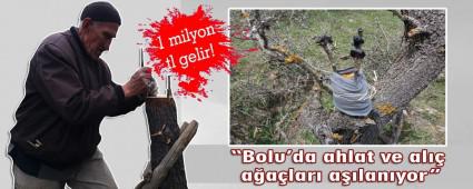 Bolu'da ahlat ve al aalar alanyor