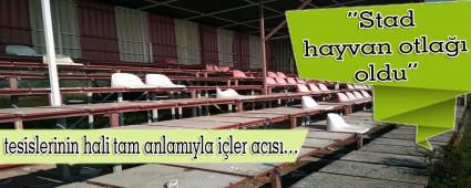 Stad hayvan otla oldu