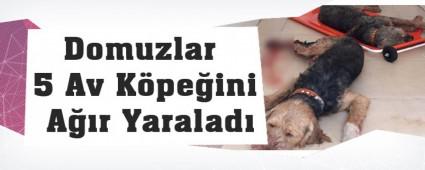 Domuzlar 5 Av Kpeini Ar Yaralad   