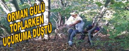 ORMAN GL TOPLARKEN UURUMA DT