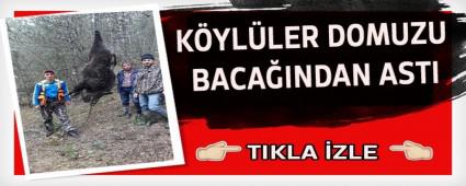 KYLLER DOMUZU BACAINDAN ASTI