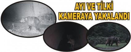 AYI VE TLK KAMERAYA YAKALANDI