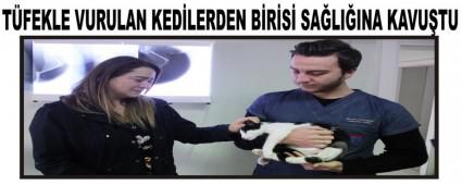 TFEKLE VURULAN KEDLERDEN BRS SALIINA KAVUTU