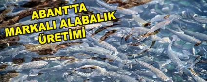 ABANT'TA MARKALI ALABALIK RETM