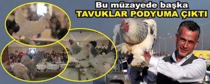 TAVUKLAR PODYUMA IKTI