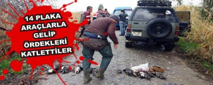 14 PLAKA ARALARLA GELP RDEKLER KATLETTLER