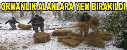 ORMANLIK ALANLARA YEM BIRAKILDI