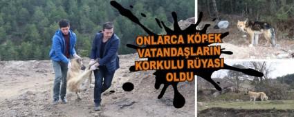 ONLARCA KPEK VATANDALARIN KORKULU RYASI OLDU