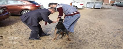 cretsiz aya byk talep