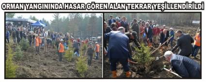 ORMAN YANGININDA HASAR GREN ALAN TEKRAR YELLENDRLD