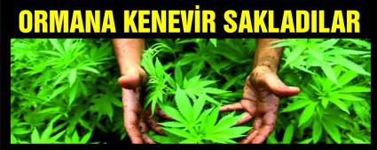 ORMANA KENEVR SAKLADILAR