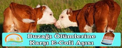 Buza lmlerine Kar E-Coli As le Dur Denilecek