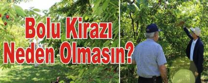 Bolu Kiraz Neden Olmasn?