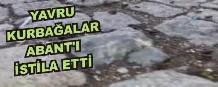 YAVRU KURBAALAR ABANT'I STLA ETT