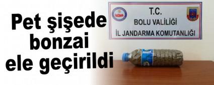 Pet iede bonzai ele geirildi