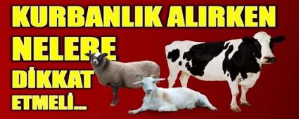 Kurban alrken nelere dikkat edilmeli?